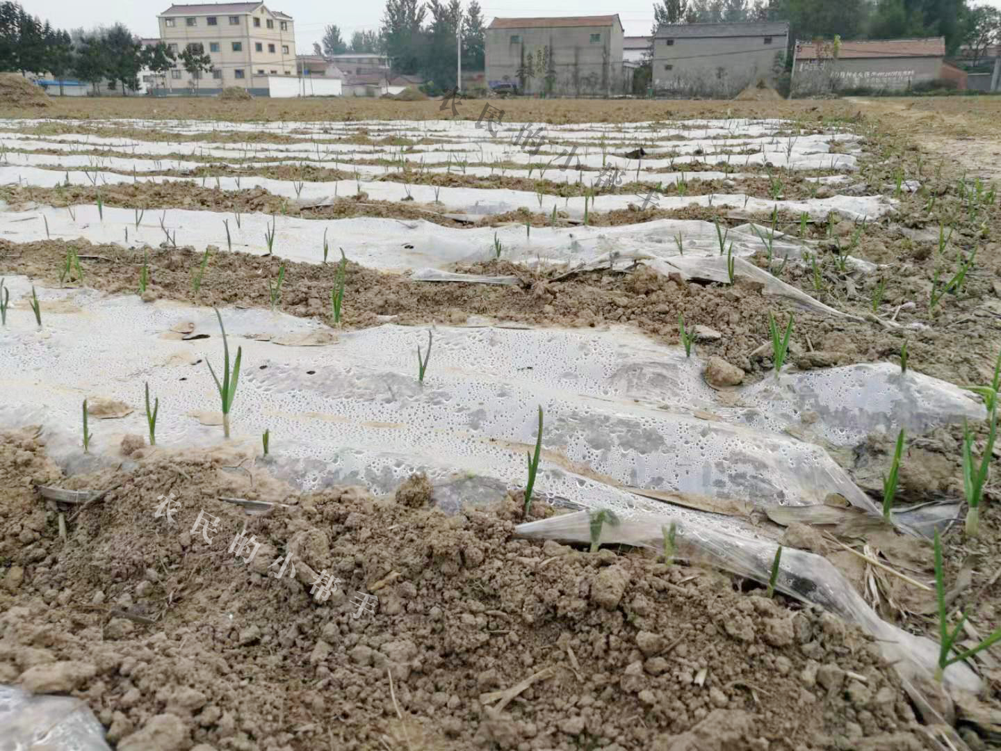 大蒜小苗长得细怎么回事,大蒜幼苗弱苗现在怎样管理