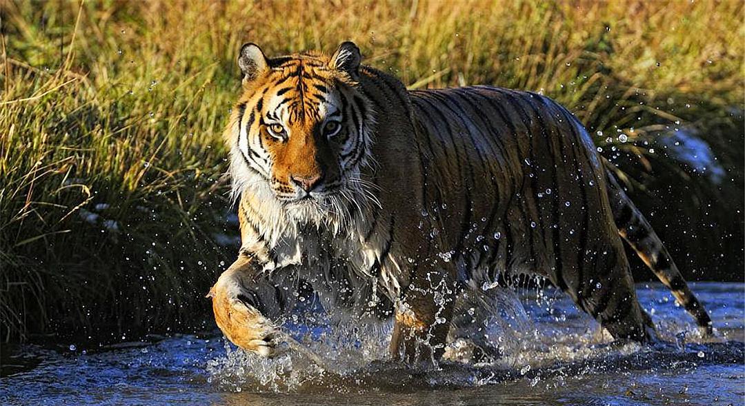 多少只斑鬣狗能战胜雄狮,一头雄狮一次可以咬死多少只鬣狗