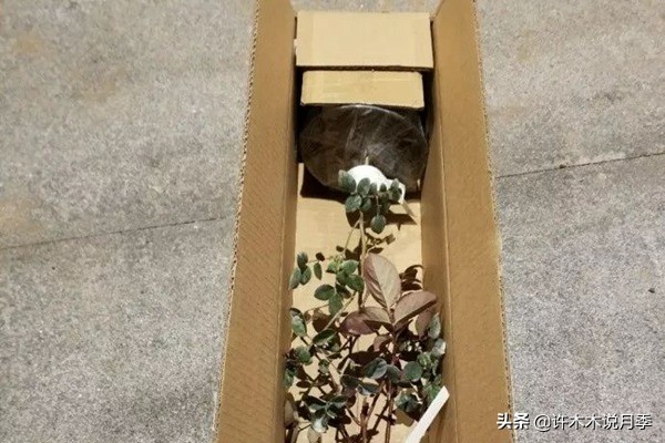 网购月季黄叶嫩芽枯萎怎么处理,网购的月季小苗黄叶了怎么栽种