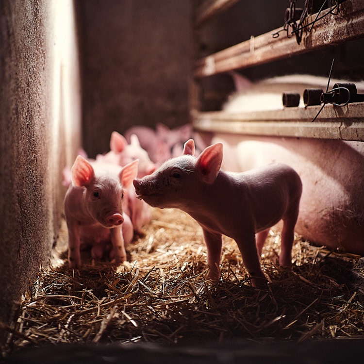 轮状病毒吐到拉稀一般几天,猪轮状病毒感染解剖症状