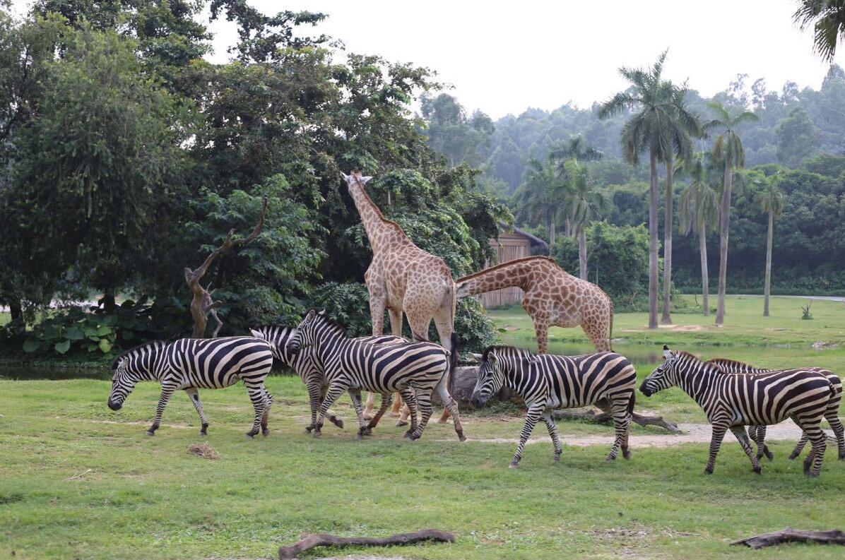 长隆野生动物园打卡攻略,打卡龙之梦动物园步行