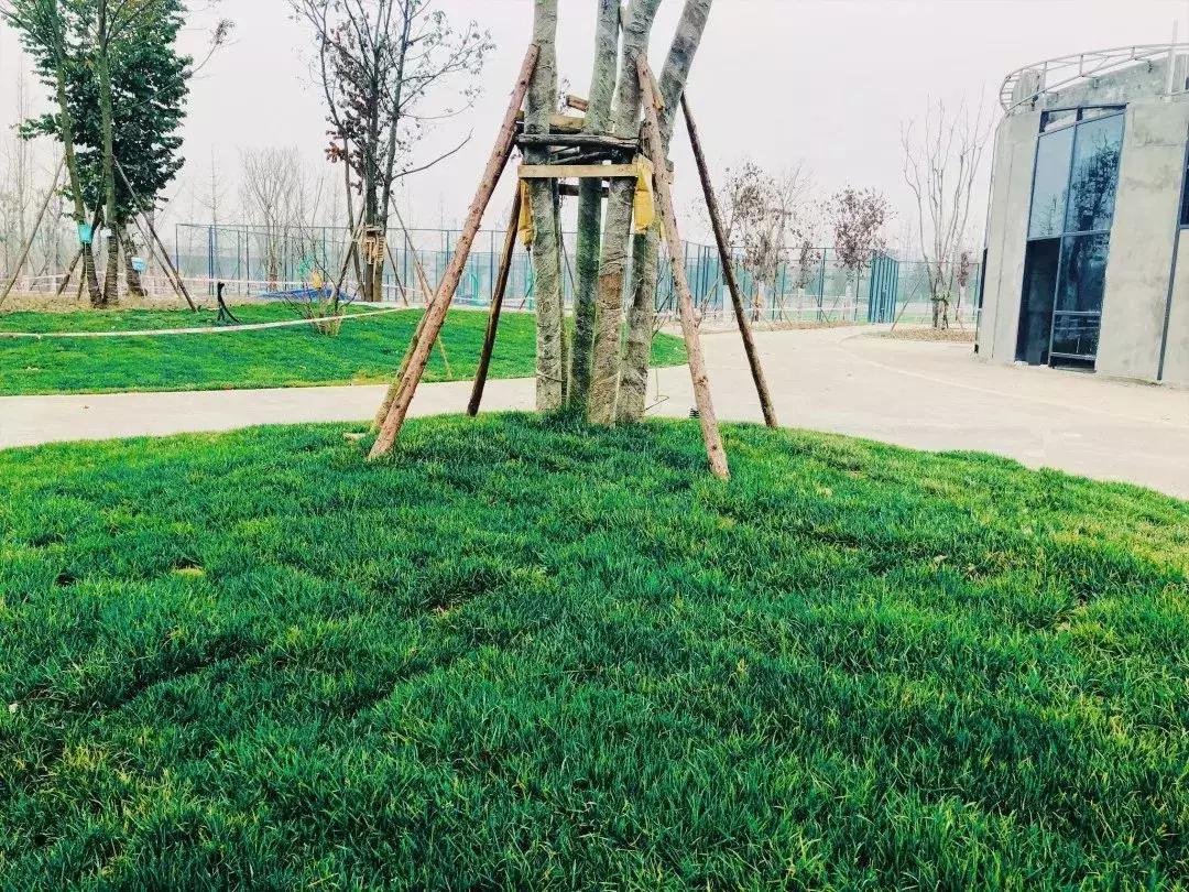 双流夜景必打卡之地,成都双流免费打卡景点