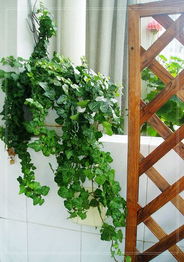 常青藤怎么养效果最好,常青藤怎么养才会茂盛