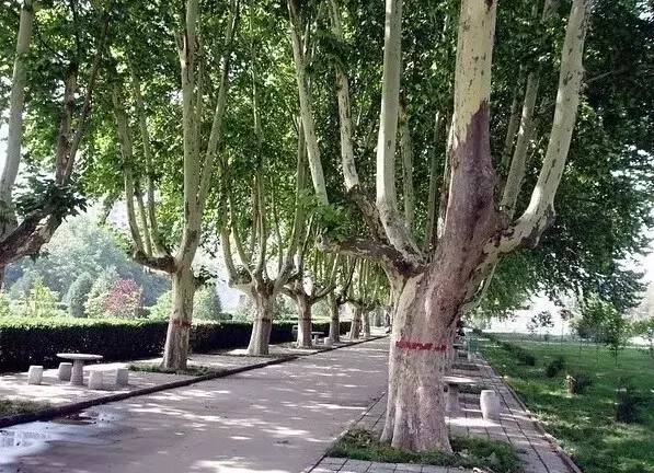 最全的植物辨识方法，辨认植物就靠它