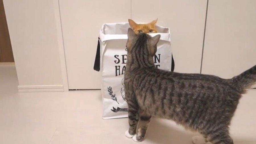 上一秒安静睡觉,下一秒疯狂跑酷,我家猫是不是脑子不正常?