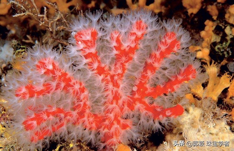 解密几个神奇的动物,解密神秘生物