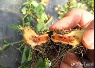 草莓烂根枯萎了如何补救,草莓烂根死苗是什么原因引起的