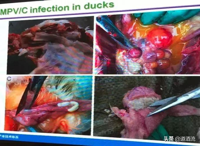 家禽常见病及防治措施论文,家禽呼吸道疾病的研究概况