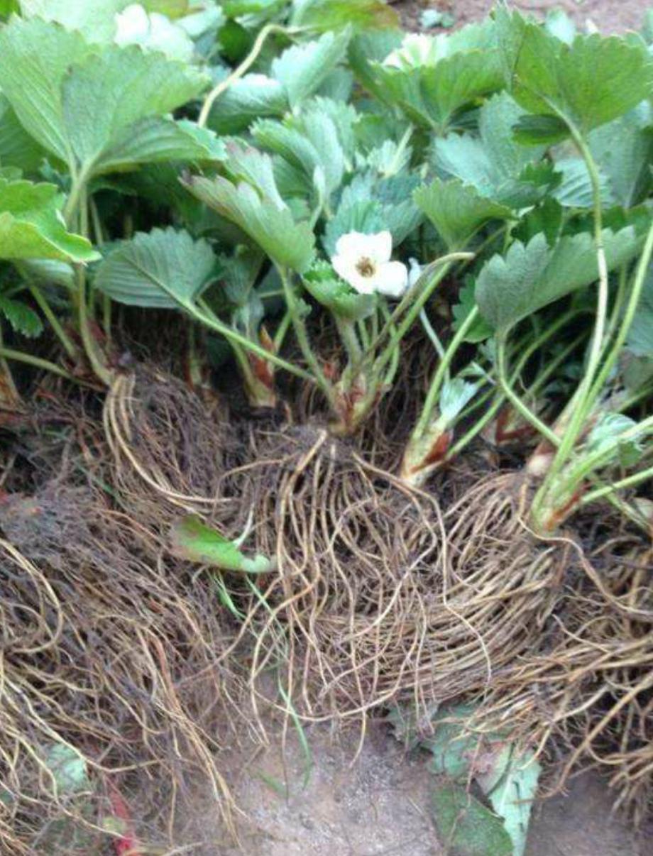 在家养草莓需要什么肥料,新手养草莓小技巧视频大全
