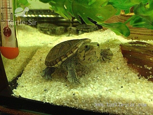 乌龟冬眠是几月份到几月份吃食物,乌龟冬眠之后眼睛睁不开了怎么办