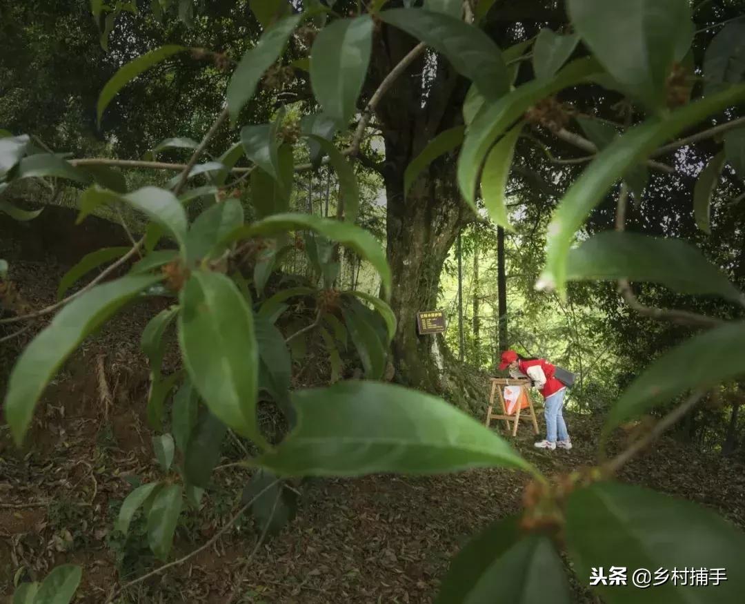 南粤古驿道拍摄后记,2018南粤古驿道展示