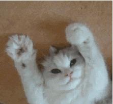 喵星人成功统治了地球,喵星人统治地球插画