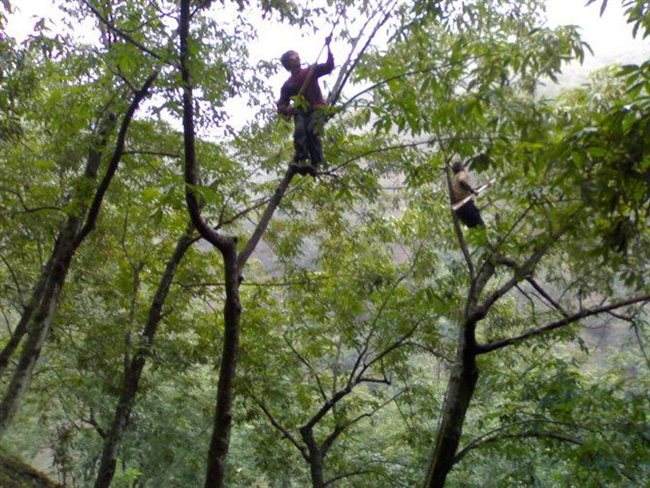 临安山野小核桃,临安高山山核桃