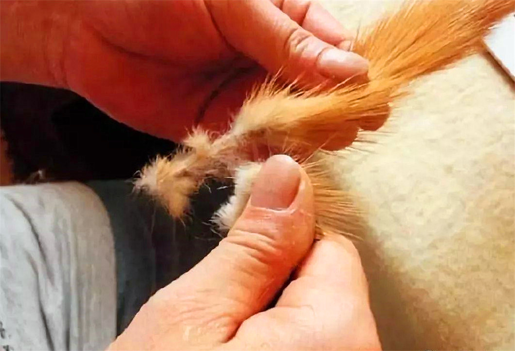 黄鼠狼全身是宝为何无人敢养殖,黄鼠狼浑身都是宝为何无人养殖