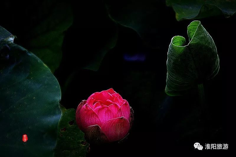 又见淮阳荷花香——唯美文章唯美荷，唯美视频唯美歌