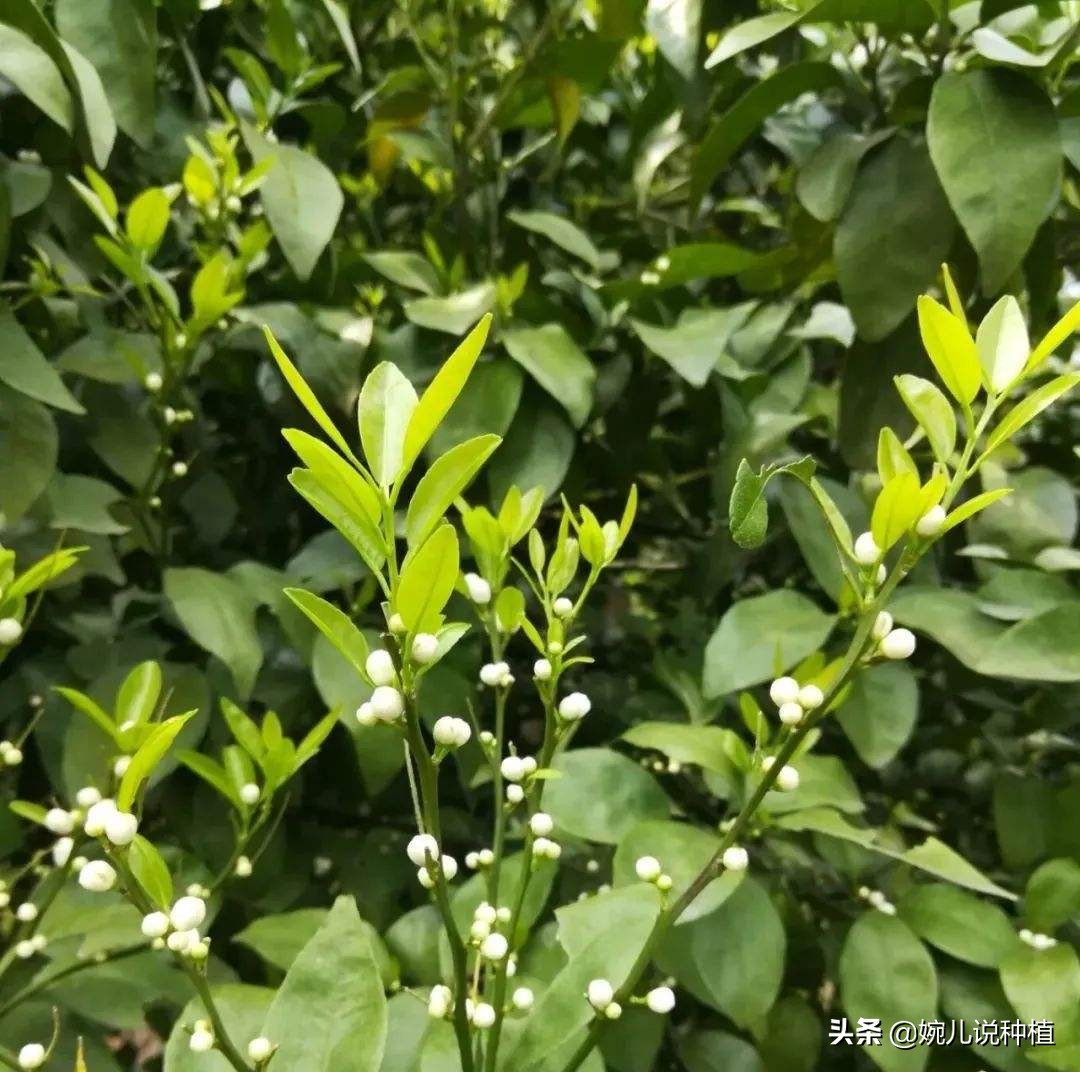 钙肥使用多了会有什么后果,钙镁硼铁锌肥效果