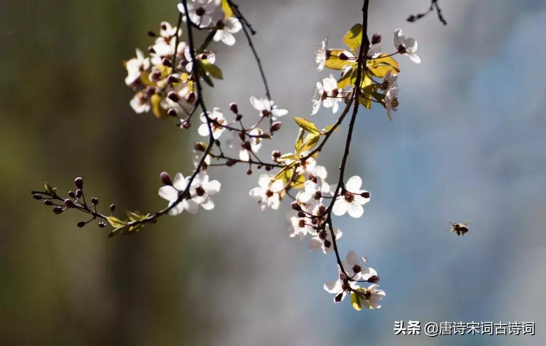 诗词歌赋雅俗共赏,诗酒花茶琴棋书画七言绝句