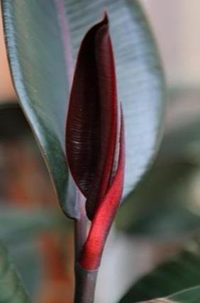 橡皮树黑金刚越长越高了怎么办,黑金刚橡皮树缺水的症状