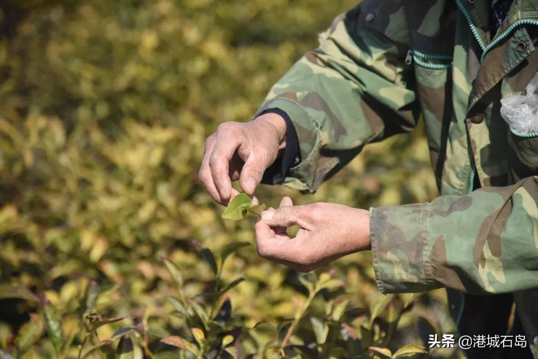 石岛即将开发的项目,石岛的项目