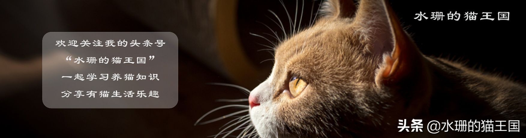 宠物猫被流浪猫咬伤后抓伤了人,猫咪被狗咬伤后续小猫怎么样了