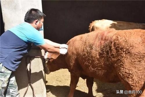 给牛打针的准确手法,给牛打针最好的方法