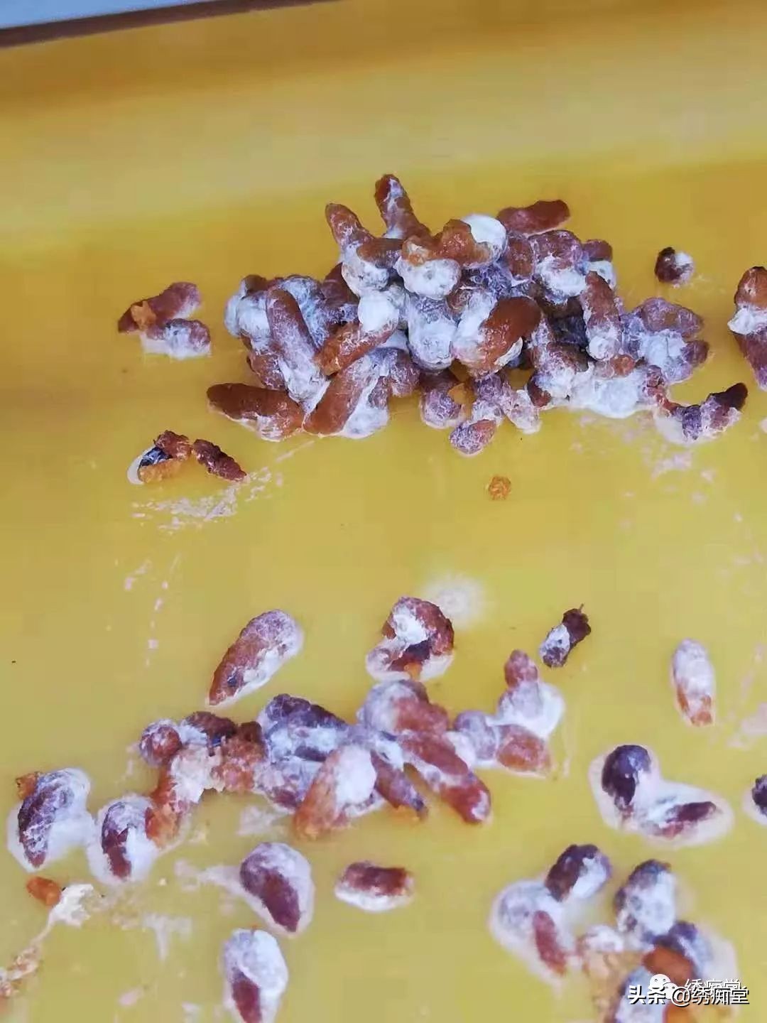 一品绣娘小说阅读,绣痴堂鸟食怎样购买