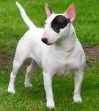 各种狗狗身价排名,各种狗的待遇对照表