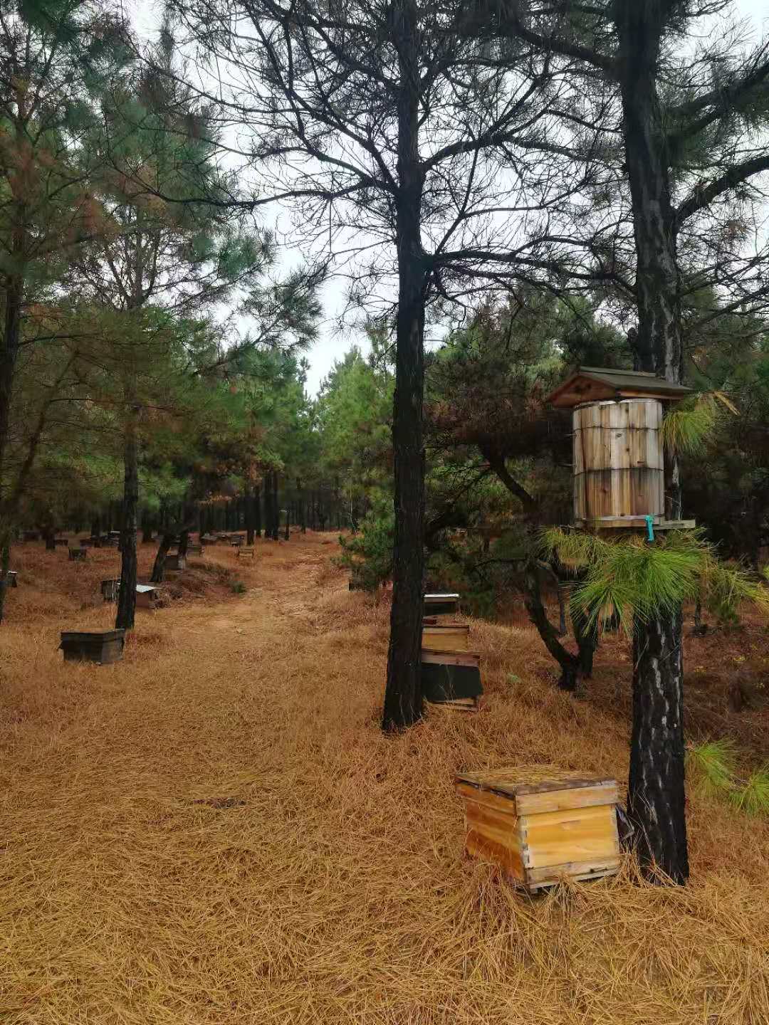 杂文系列四十一：冬天的蜜蜂不能冻死？，适者生存罢了