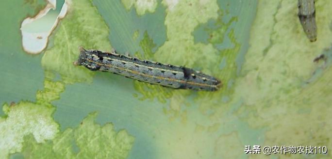 南瓜在种植过程中怎样预防病虫害,南瓜病虫害怎样防治效果好