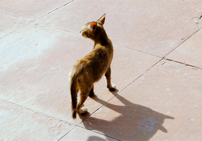 猫吃什么食物增肥最快,猫太瘦了怎么增肥最快