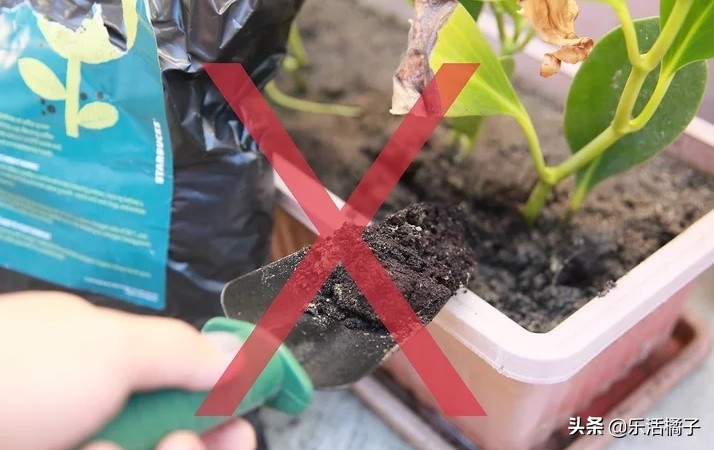 植物浇水浇的次数太多会怎样,植物浇水太多怎么补救