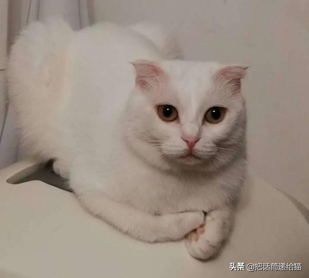 求助！我的猫以为自己是我妈怎么办？