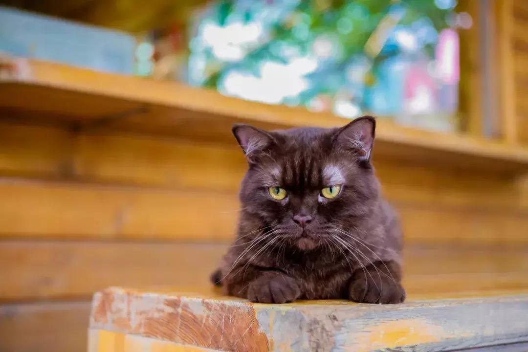 年纪大了老忘事语言表达也不利索,年龄大了忘事怎么办视频