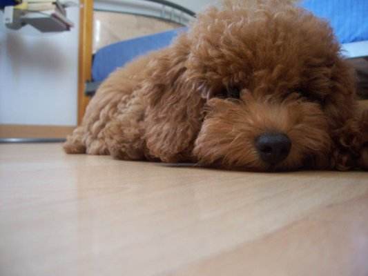 泰迪出现护食怎么办,泰迪常见问题及解决方案