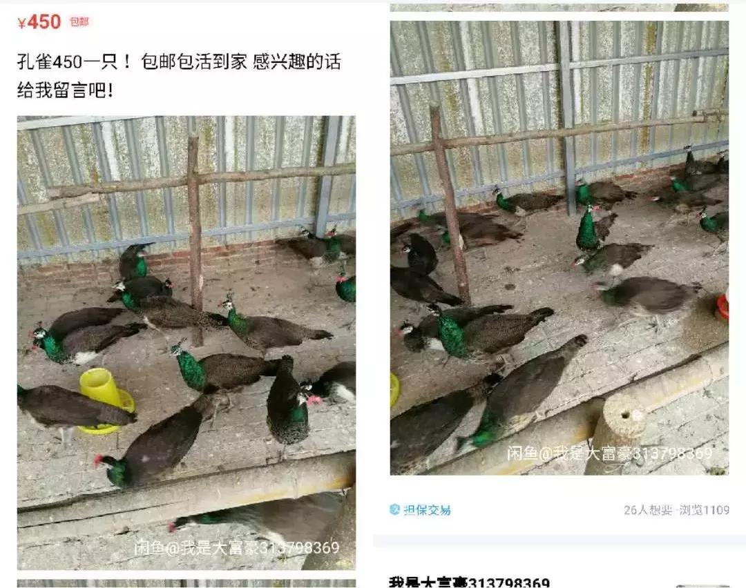 卖女性*裤内**、活体动物、京牌出租，咸鱼的路子有多野