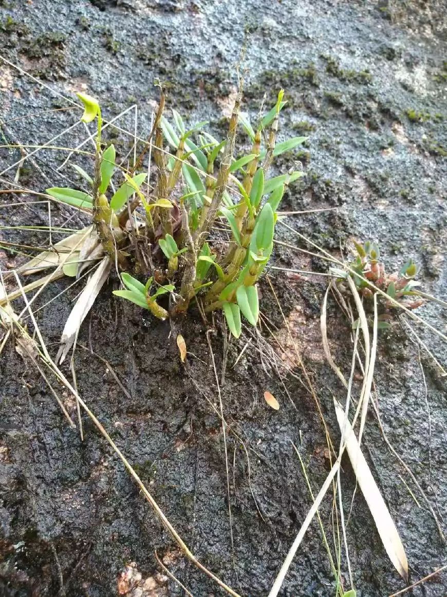 什么样的石斛是最好的,什么样的石斛才是好的石