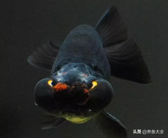 什么金鱼好养又好看,养哪种金鱼又好看又好养