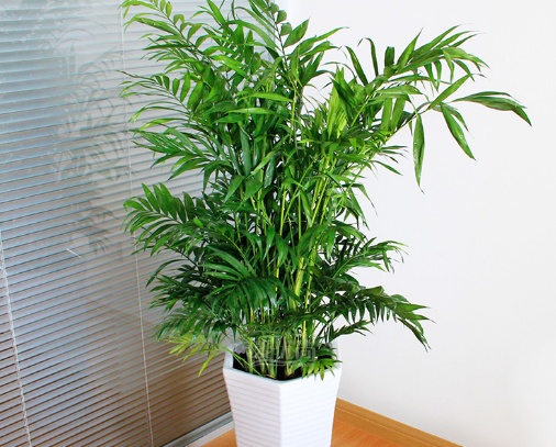 富贵椰子叶子发黄变干怎么办呢,富贵椰子叶子发黄变干怎么办