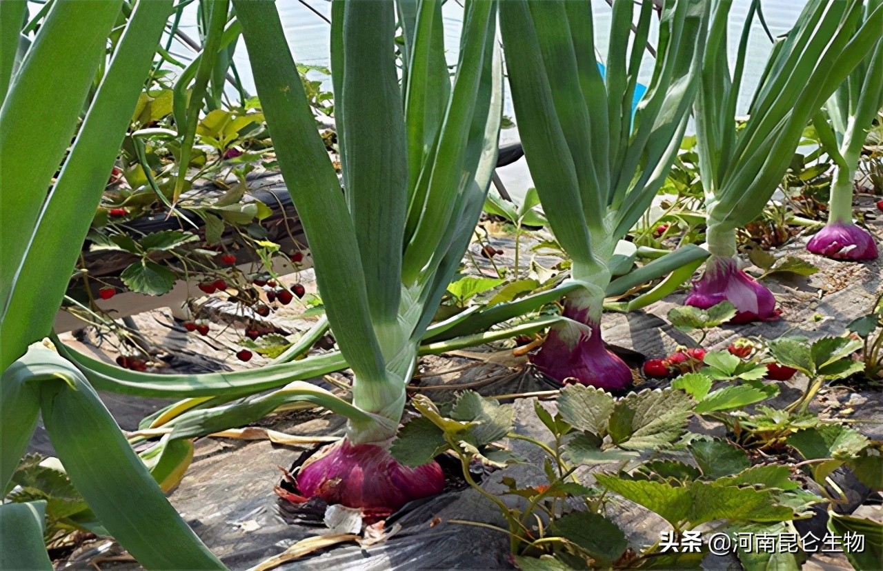 洋葱膨大期烂根用什么药,种植洋葱怎样防止烂根