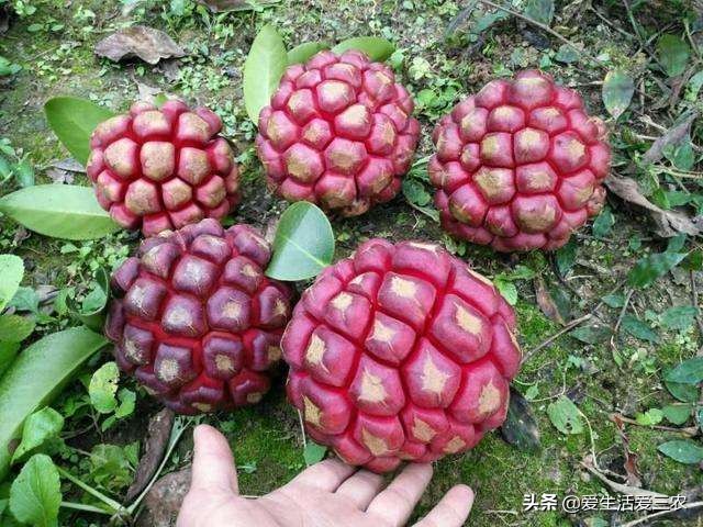 秋天田间成熟的野果,江西秋季野果