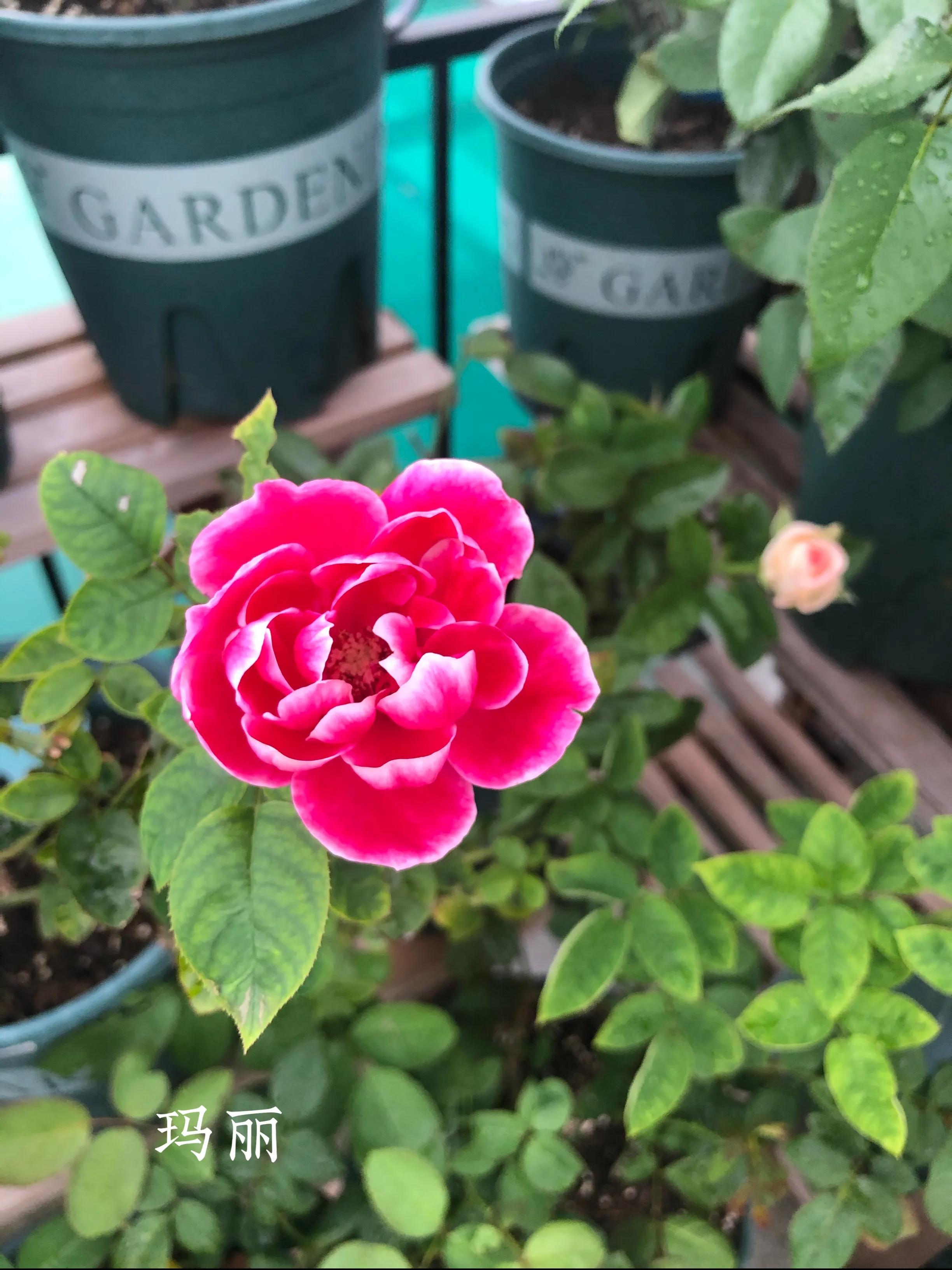 耐晒的藤本月季哪个品种好,哪些月季不适合广东