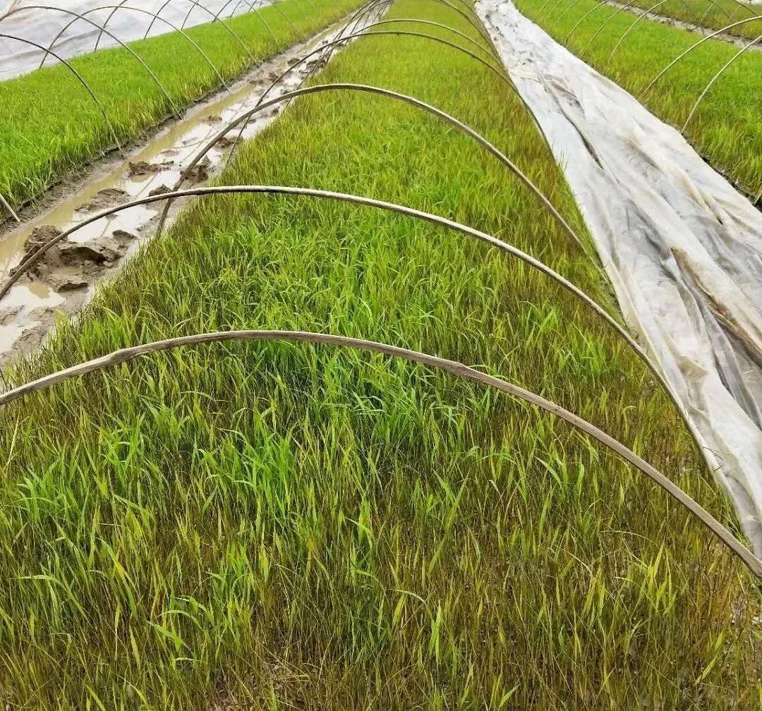 倒春寒死苗怎么治,倒春寒农作物受灾