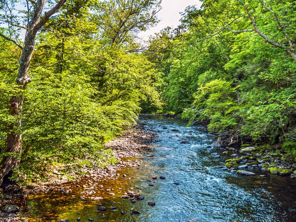 臭水河里有鱼吗,臭水河的水为什么是黑的
