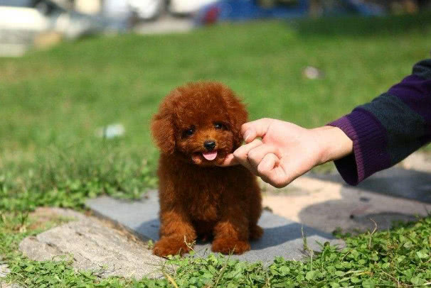 巧克力色的泰迪喂养的注意事项,泰迪狗狗姨妈期间需要注意什么吗