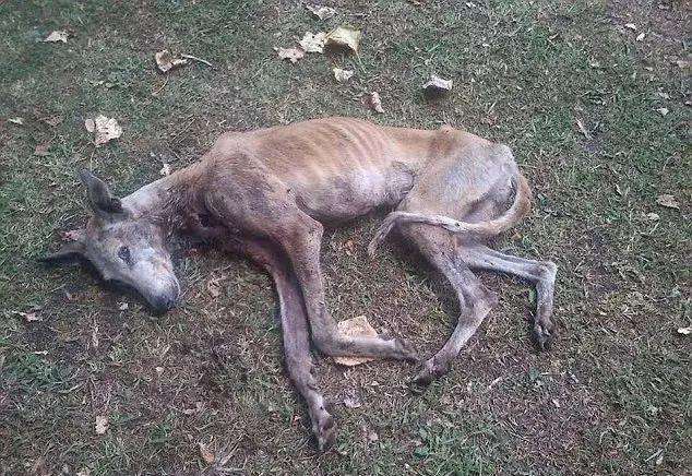 一条灵缇狗的一生：带着来爱又带着遗憾走（真实故事整编）