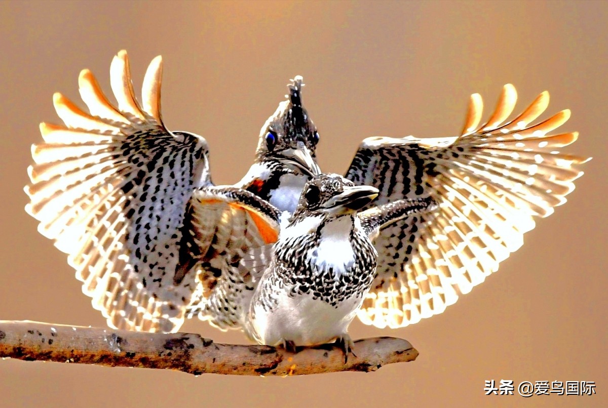 观鸟大年,观鸟大年免费