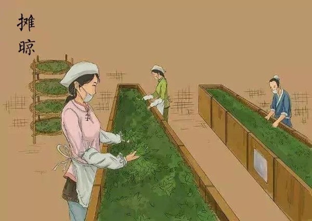 普洱生茶与熟茶哪个更适合入门,关于普洱茶生茶和熟茶的区别知识