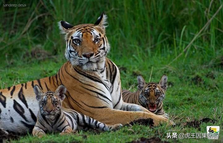 巴梅拉雄虎,传奇虎王战斗视频