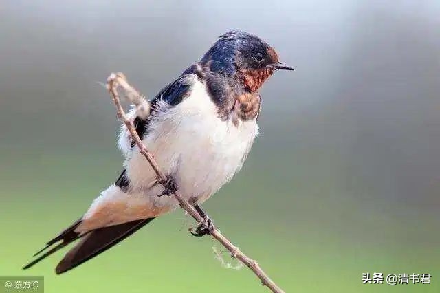 雨燕是世界上飞得最快的鸟吗,雨燕是飞得最快的燕子吗