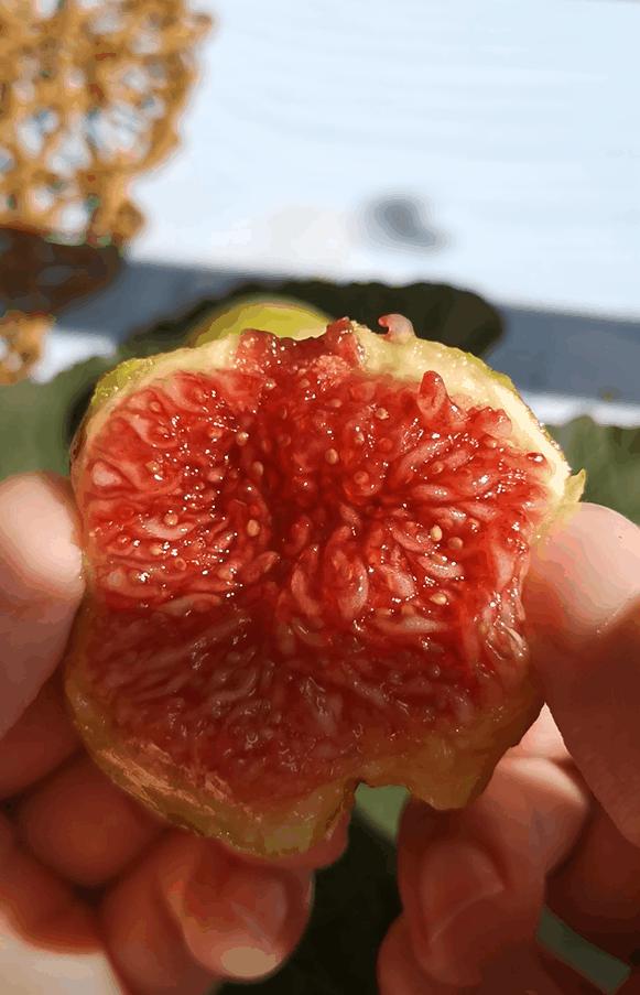 无花果吃之前怎么处理,干无花果为啥吃起来涩嘴